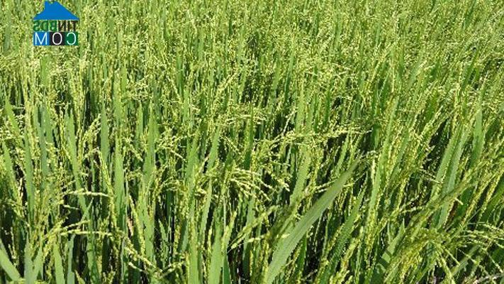 Hình ảnh Diên Điền, Khánh Hòa