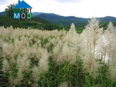 Hình ảnh Đông Khánh Sơn, Khánh Hòa