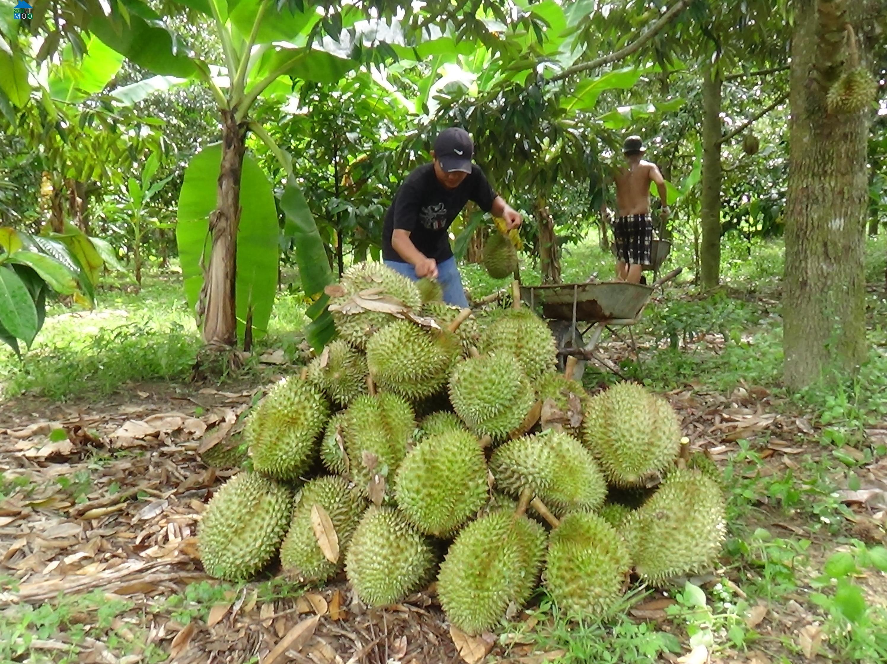 Hình ảnh Khánh Vĩnh, Khánh Hòa