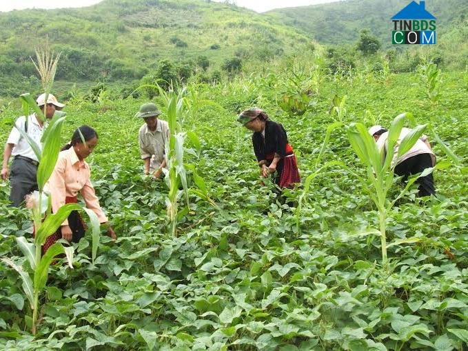 Hình ảnh Khun Há, Lai Châu
