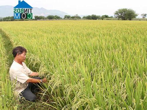 Hình ảnh Phước Hậu, Khánh Hòa