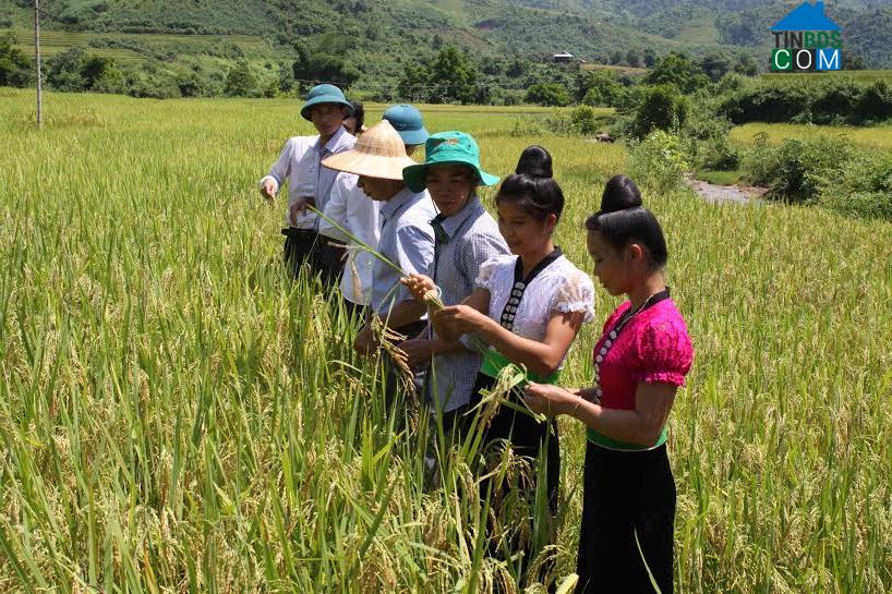 Hình ảnh Hồng Thu, Lai Châu