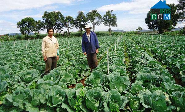 Hình ảnh Đơn Dương, Lâm Đồng