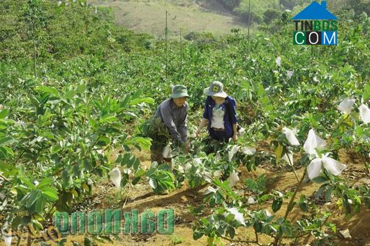 Hình ảnh Bắc Gia Nghĩa, Lâm Đồng