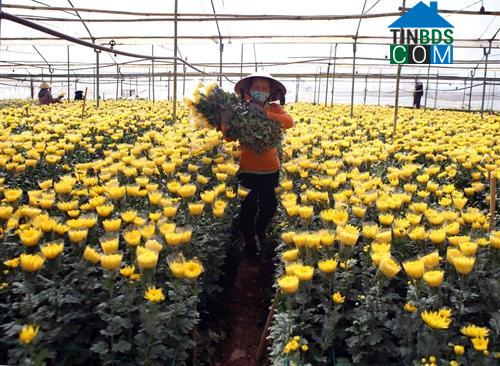 Hình ảnh Lâm Viên - Đà Lạt, Lâm Đồng