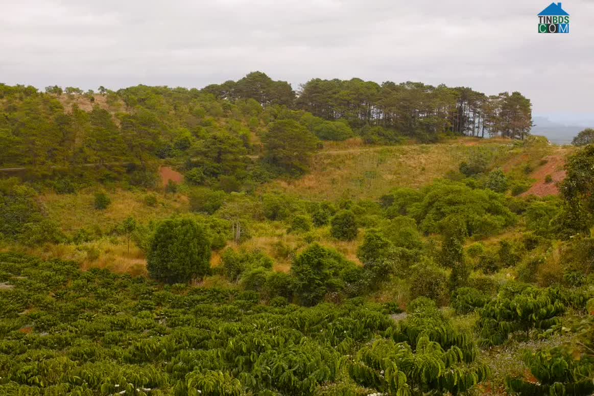 Hình ảnh Quảng Tín, Lâm Đồng