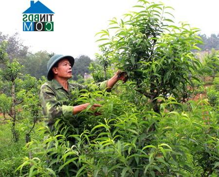 Hình ảnh Âu Lâu, Lào Cai