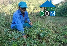 Hình ảnh Lùng Phình, Lào Cai