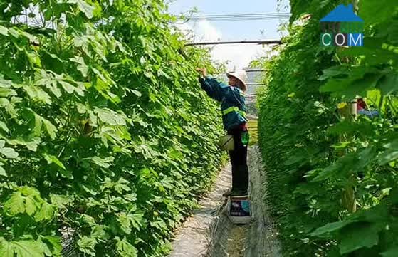 Hình ảnh Cầu Thia, Lào Cai