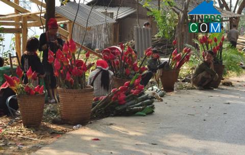 Hình ảnh Cốc San, Lào Cai