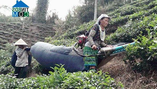 Hình ảnh Nghĩa Tâm, Lào Cai