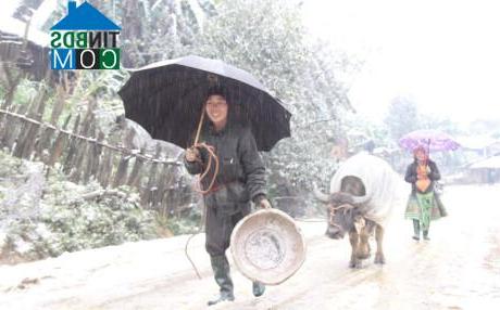 Hình ảnh Phình Hồ, Lào Cai