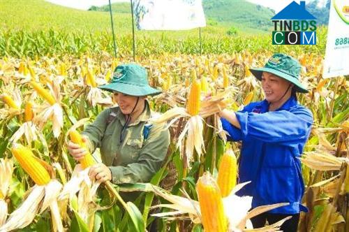 Hình ảnh Phong Hải, Lào Cai