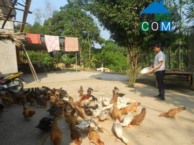 Hình ảnh Cát Ngạn, Nghệ An