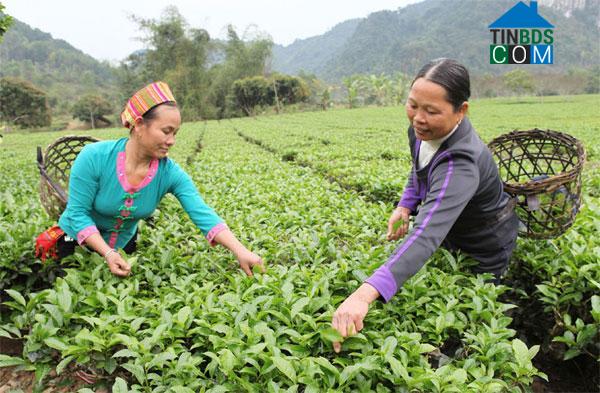 Hình ảnh Con Cuông, Nghệ An