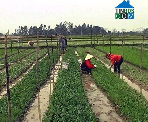 Hình ảnh Quảng Châu, Nghệ An