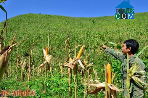 Hình ảnh Mường Xén, Nghệ An