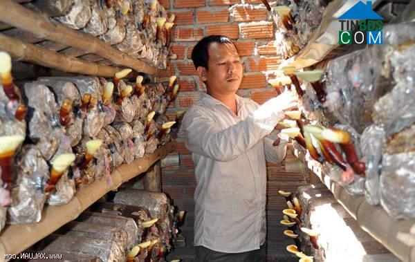 Hình ảnh Long Phụng, Quảng Ngãi