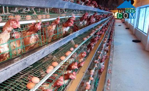 Hình ảnh Nghĩa Giang, Quảng Ngãi