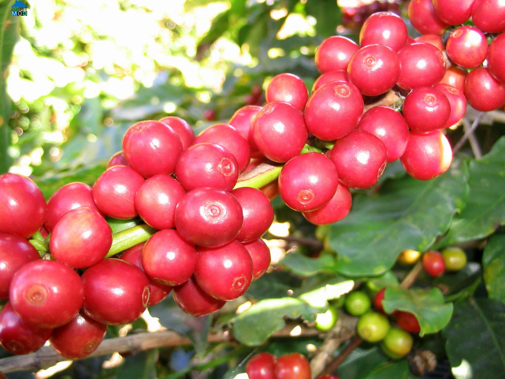 Hình ảnh Ngọk Réo, Quảng Ngãi