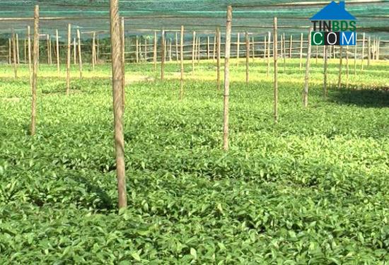 Hình ảnh Trà Bồng, Quảng Ngãi