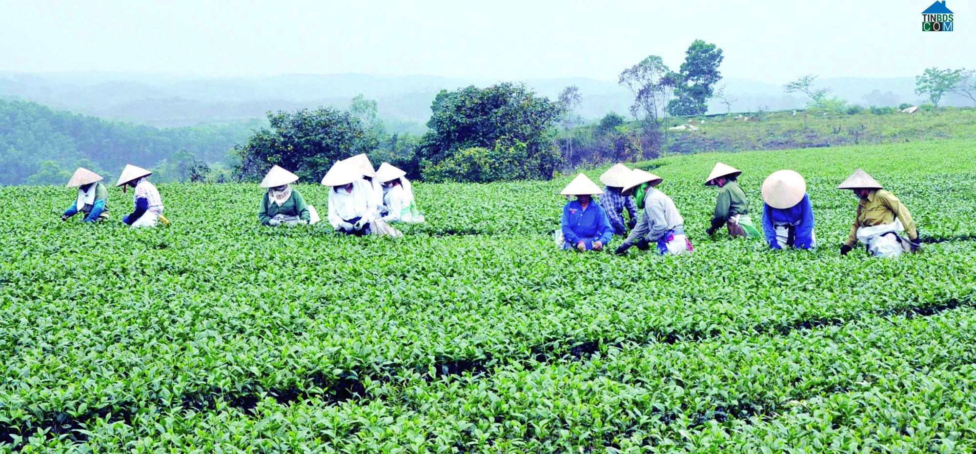 Hình ảnh Đường Hoa, Quảng Ninh