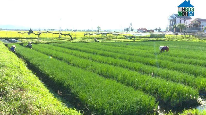 Hình ảnh Ba Đồn, Quảng Trị