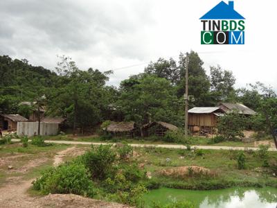 Hình ảnh Kim Ngân, Quảng Trị