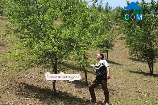 Hình ảnh Co Mạ, Sơn La