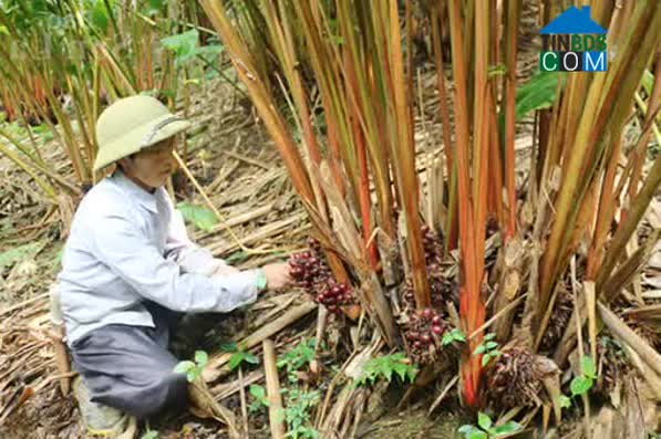 Hình ảnh Chiềng Hoa, Sơn La