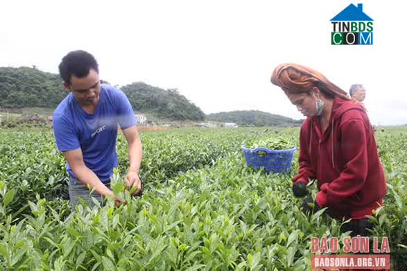 Hình ảnh Phiêng Cằm, Sơn La