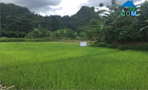 Hình ảnh Thuận Châu, Sơn La