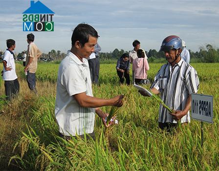 Hình ảnh Long Chữ, Tây Ninh