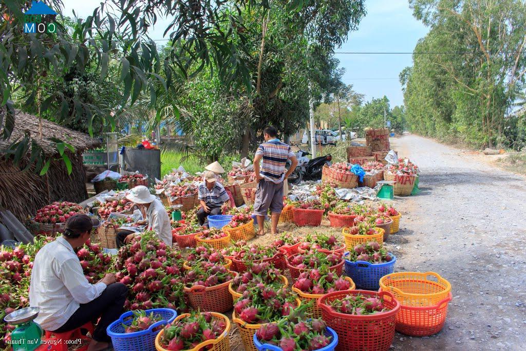 Hình ảnh Tầm Vu, Tây Ninh