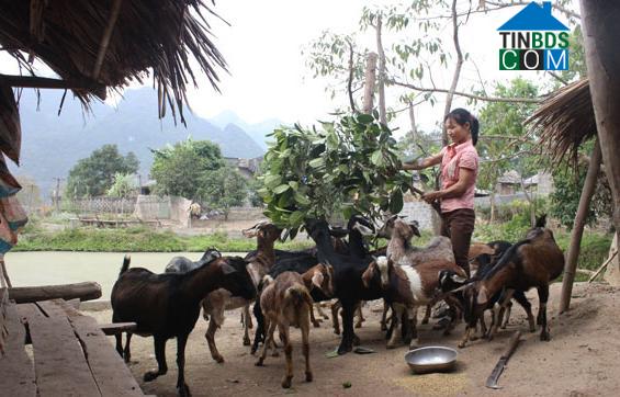 Hình ảnh Phú Lương, Thái Nguyên