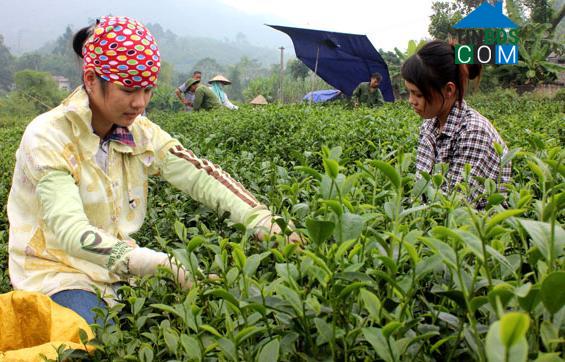 Hình ảnh Phú Thịnh, Thái Nguyên