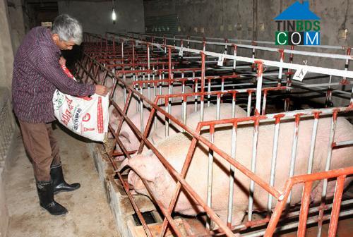 Hình ảnh Đông Quang, Thanh Hóa