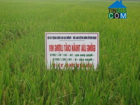 Hình ảnh Nga An, Thanh Hóa