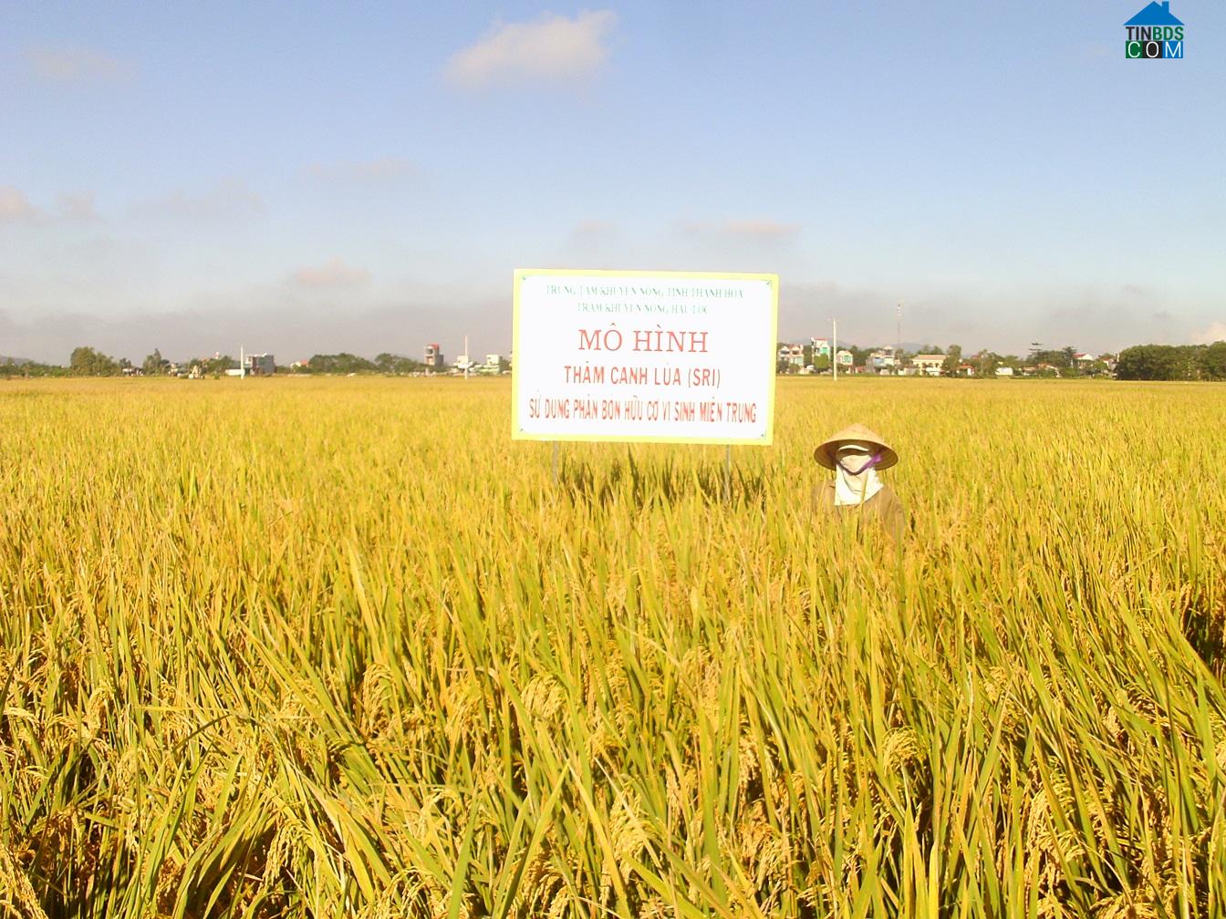 Hình ảnh Hậu Lộc, Thanh Hóa