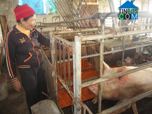 Hình ảnh Hồ Vương, Thanh Hóa