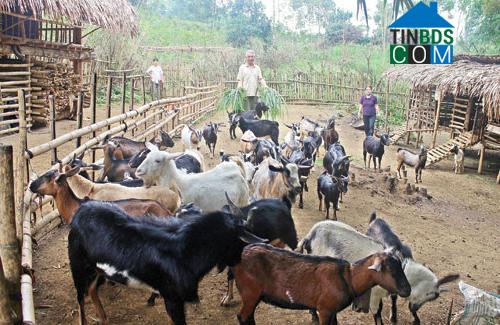 Hình ảnh Ngọc Lặc, Thanh Hóa