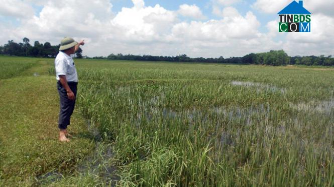 Hình ảnh Tân Dân, Thanh Hóa