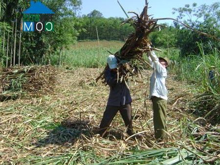 Hình ảnh Minh Sơn, Thanh Hóa