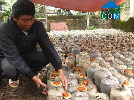 Hình ảnh Yên Thọ, Thanh Hóa