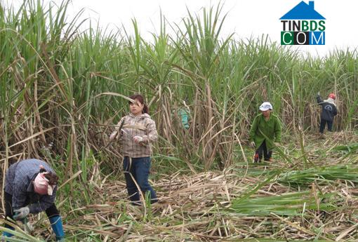 Hình ảnh Như Thanh, Thanh Hóa