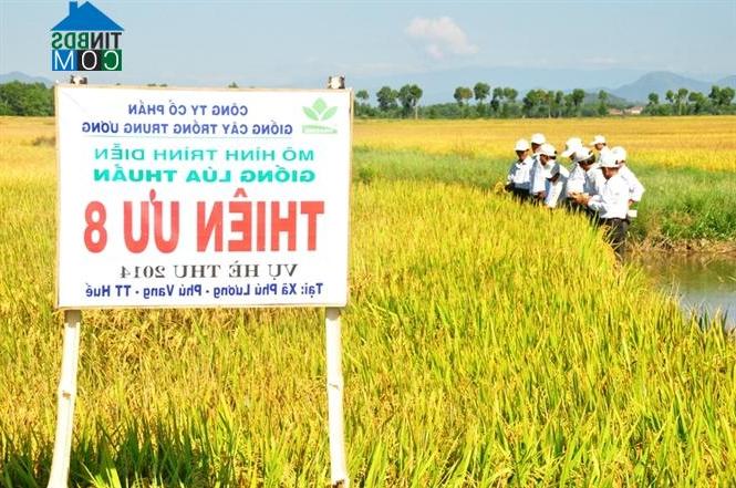 Hình ảnh Phú Hồ, Huế