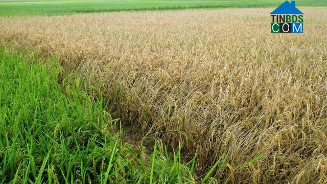 Hình ảnh Triệu Sơn, Thanh Hóa