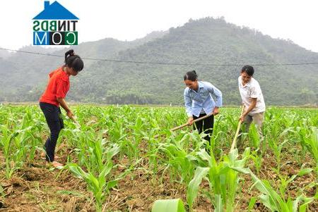 Hình ảnh Côn Lôn, Tuyên Quang