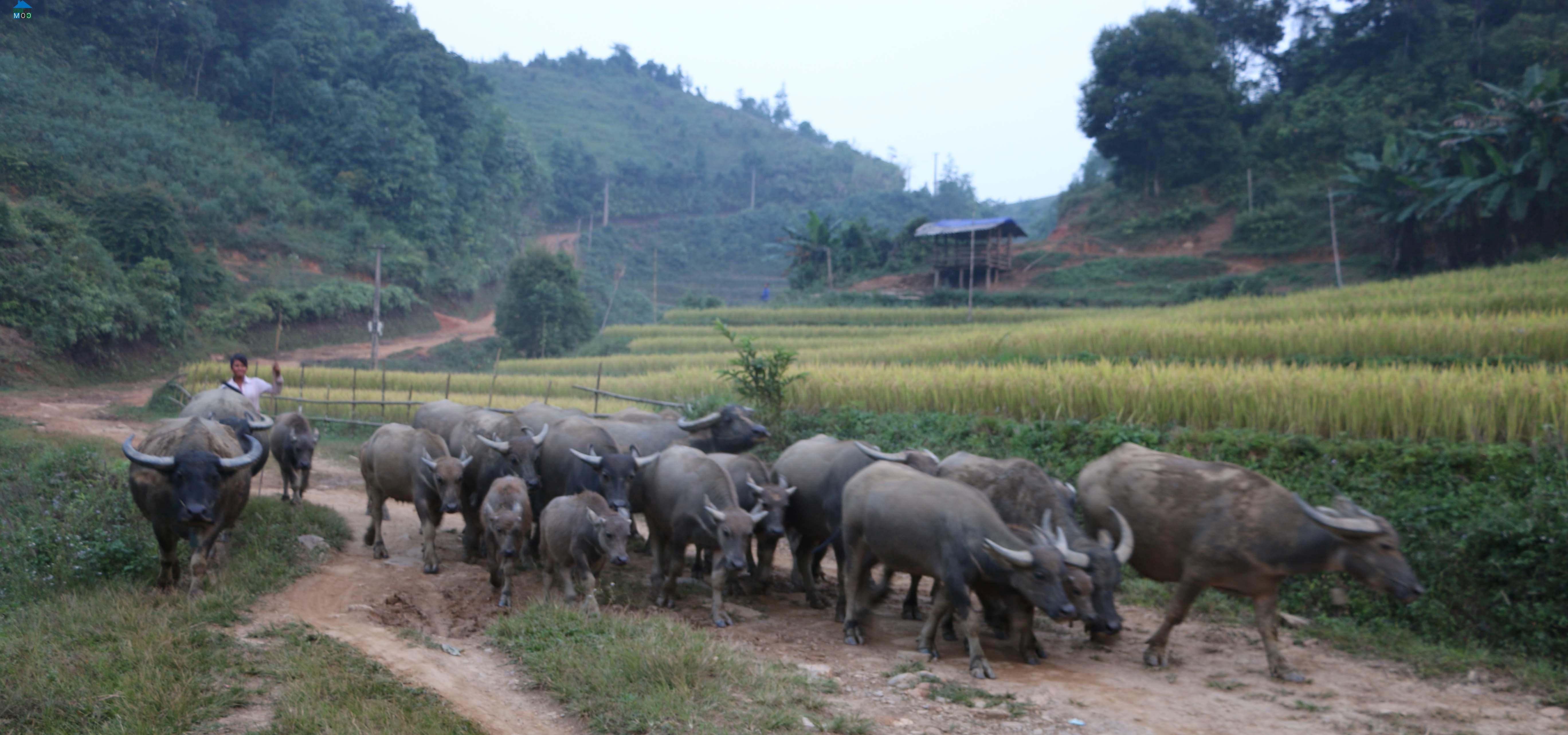 Hình ảnh Nà Hang, Tuyên Quang