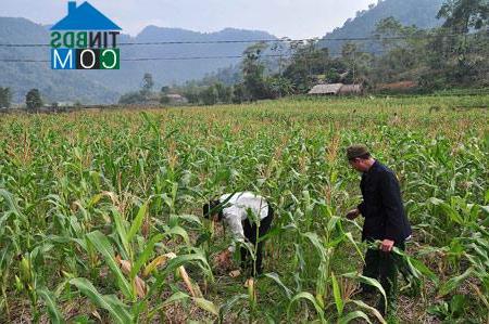 Hình ảnh Kiên Đài, Tuyên Quang